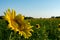 The sunflower patch.