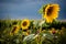 Sunflower Patch in August