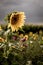 Sunflower Patch in August