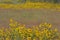 Sunflower patches, tall grass prairie