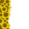 Sunflower pattern