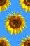 Sunflower pattern