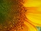 Sunflower with petals and stamen in full bloom close up macro