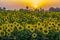 Sunflower picture in a field in Ahmad Pur east