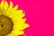 Sunflower on pink background