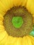 Sunflower pistil