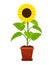 Sunflower plant in flower pot