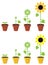 Sunflower plant growth stages, vector