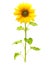 Sunflower plant isolated