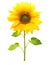 Sunflower plant isolated