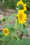 Sunflower plant in public field