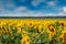 Sunflower plantation