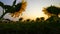 Sunflower plantation field