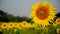 Sunflower plantation field