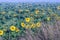 Sunflower plantation field with fade wither flower heads