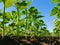 Sunflower plantation rows