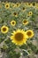 Sunflower plantation vibrant yellow flowers