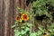 Sunflower plants with bright yellow to dark red fully open flowers pointing towards sun in local garden with tree and barn wall in