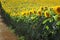 Sunflower plants in field in early summer