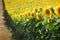 Sunflower plants in field, early summer