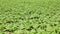 Sunflower plants field at sunny summer day