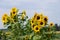 Sunflower Plants Flowering in Rural Garden