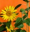 Sunflower plants with orange background