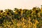 Sunflower plants in rural field, profiled on bright sun light