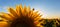 Sunflower plants in rural field, profiled on bright sun light