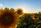 Sunflower plants in rural field, profiled on bright sun light