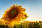 Sunflower plants in rural field, profiled on bright sun light