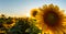 Sunflower plants in rural field, profiled on bright sun light