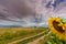 Sunflower plants in rural field, profiled on stormy sky with cumulus clouds