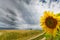 Sunflower plants in rural field, profiled on stormy sky with cumulus clouds