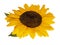 sunflower png pictures