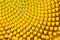 Sunflower pollen