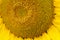 Sunflower pollen pattern