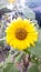 Sunflower is a popular annual plant from the kenikir-kenikiran, both as an ornamental plant and as an oil-producing plant