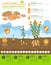 Sunflower potato beneficial features graphic template. Gardening, farming infographic, how it grows. Flat style design