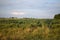 Sunflower is progressing well in the fields of Zrenjanin Serbia