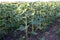 Sunflower is progressing well in the fields of Zrenjanin Serbia