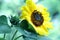 Sunflower with raindrops after rain landscape close-up