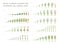 Sunflower rapeseed flax buckwheat pea soybean potato wheat. Vector showing the progression growing plants. Determination