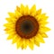 Sunflower realistic icon vector isolated. Yellow sunflower blossom nature flower illustration for summer