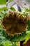 Sunflower with ripe seeds in the garden