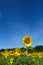 Sunflower rising above a field of sunflowers under a blue sky