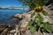 Sunflower by the river Saint Laurent. Overlooking the Jacques Cartier Bridge over the river