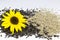 Sunflower and Roasted Sunflower Seeds on White