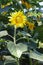 A sunflower rose from the sun on a warm day against the background of green leaves.