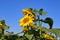 A sunflower rose from the sun on a warm day against the background of green leaves.